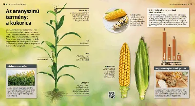 Кукуруза: вредители и болезни