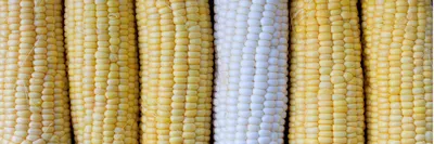 Сорта кукурузы и их посев - купить семена с доставкой почтой по Украине из  Винницы посевного материала