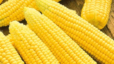Какие сорта кукурузы самые сладкие и неприхотливые | НПО «Сады России» —  когда сад в удовольствие! | Дзен