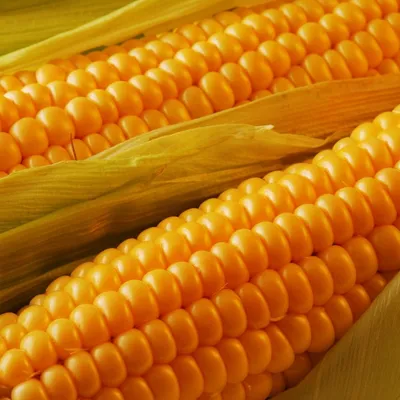 Семена Кукуруза сахарная Бондюэль купить по низкой цене в интернет-магазине  - Интернет-магазин «СЕМЕНА ТУТ»
