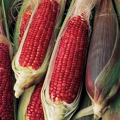 Agrolife - 🌽Glass Gem — самая красивая кукуруза в мире. На выведение этого  удивительного сорта, зёрна которой похожи драгоценные камни или стеклянные  бусы, у фермера-индейца чероки Карла Барнса (штат Оклахома) ушло несколько