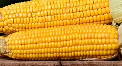 Кукуруза Орешка Кукуруза - купить по выгодным ценам в интернет-магазине  OZON (226961223)