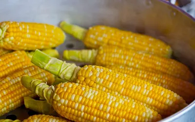 ТОП 5 сортов высокорослой кукурузы для Украины | Огородники