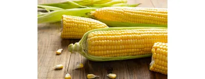 Старые сорта кукурузы, сушки Стоковое Изображение - изображение  насчитывающей еда, урожай: 182316381