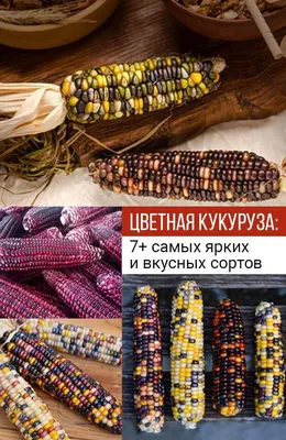 Кукуруза сахарная Лопай-лопай - Садовый центр «СадОК»