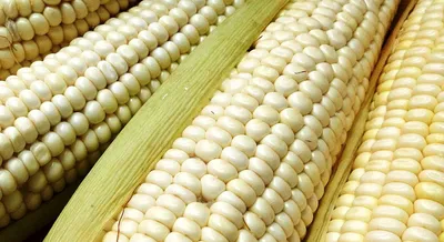 Тройка лучших сортов сахарной кукурузы — Soncesad Тройка лучших сортов  сахарной кукурузы — Soncesad