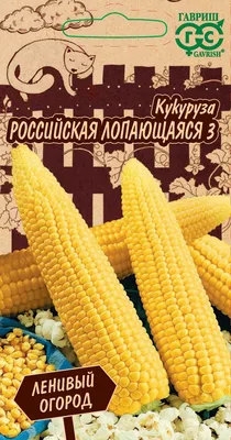 Цветная кукуруза: 7+ самых ярких и вкусных сортов | Кукуруза, Зелень, Перец