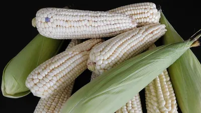 Самые вкусные сорта сахарной кукурузы | Огородники