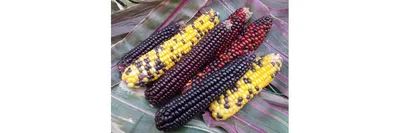 Кукуруза Северная Ранняя Пташка — Early Riser Corn | Дом Помидоров - Помидом