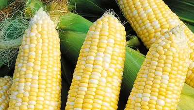 Какие сорта кукурузы самые сладкие и неприхотливые | НПО «Сады России» —  когда сад в удовольствие! | Дзен