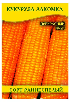 Декоративная кукуруза - особенности, выращивание и уход|Green-club.com.ua