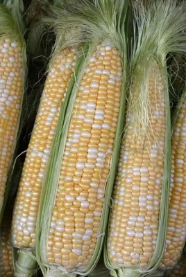 Семена кукурузы Лакомка, 1кг: купить оптом, цена 112,86 ₴/упаковка - 7 Соток