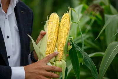 Ученые разработали высокобелковый сорт кукурузы для попкорна – Всё о еде.  АКИpress