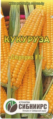 Кукуруза со вкусом арбуза! Украинские селекционеры создают необычные сорта  сахарной кукурузы • EastFruit