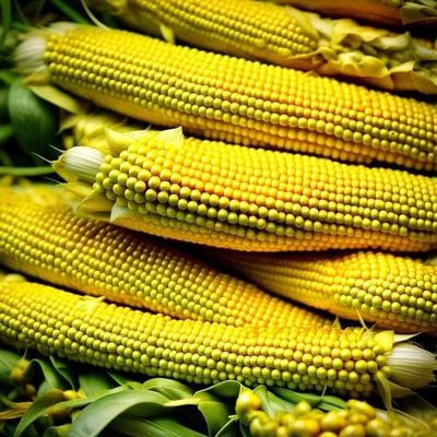 Кукуруза сорта сахарная Сюрприз F1 АФ СибНИИРС - купить семена в  интернет-магазине