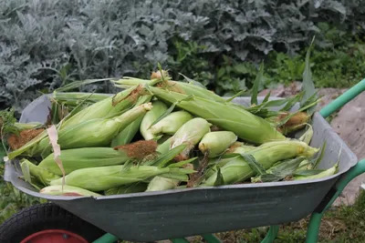 Царица полей — кукуруза: выбираем и готовим правильно