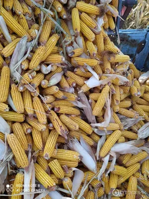 Цветная кукуруза: откуда берет начало \"радужный\" сорт и как его вырастить |  Новости в 'Час Пик'