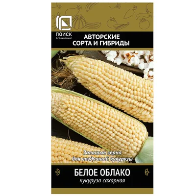 Корисний фудтренд: в Україні вивели новий сорт білої кукурудзи - Тренды