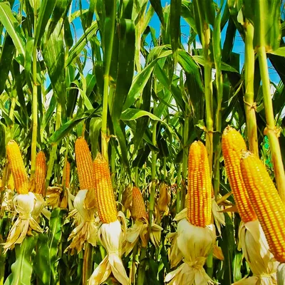 Отзыв о Кормовая кукуруза сорт Маями | Очень высокий урожайность.