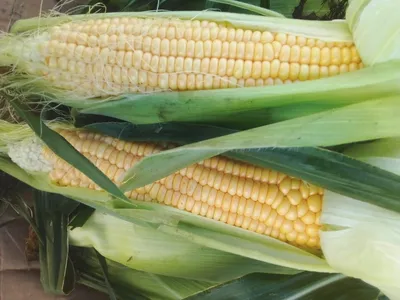 Выведен сорт кукурузы, который не тускнеет при варке - На пенсии