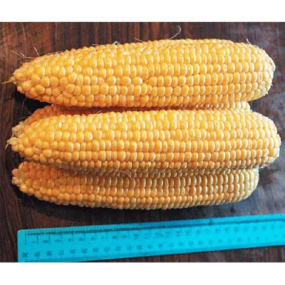 WVG: кукуруза Baby corn
