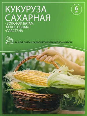 Купить семена: Кукуруза сахарная Тройная сладость - цены,фото,отзывы |  Green-Club.com.ua