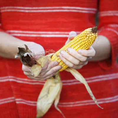 Продам/купить вакуумированная вареная кукуруза в початках, Одесская обл —  Agro-Ukraine