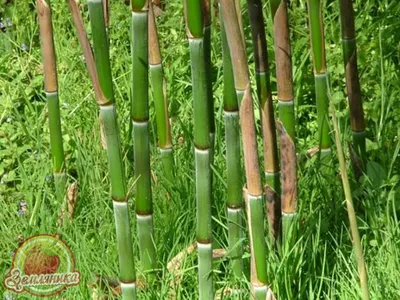 Хватит курить бамбук?
