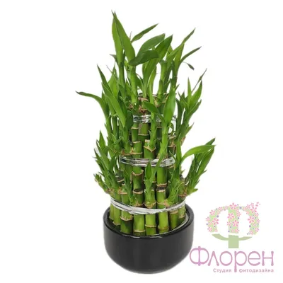 Купить Декоративное растение \"Бамбук\" по выгодной цене в интернет-магазине  OZON.ru (161381596)