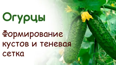 куст огурца с вопросами - Альбомы - tomat-pomidor.com