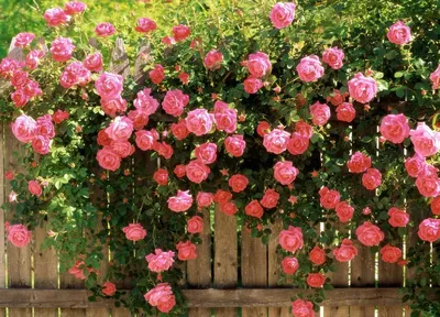 Кустовые розы в саду фото фотографии