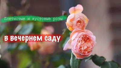 Как выращивать розы: бухгалтер вырастила розовый сад - 7 августа 2022 -  76.ru