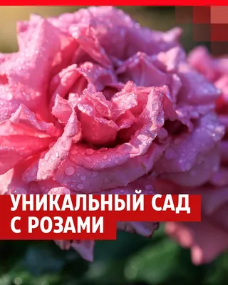 Когда сажать розы весной в открытый грунт: как правильно обрезать розы, как  черенковать и пересаживать - 29 апреля 2023 - НГС