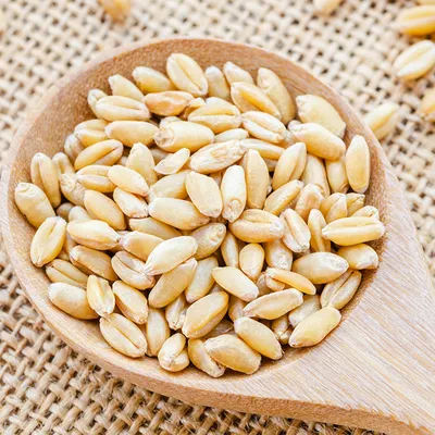 Кутья из пшеницы с маком и орехами - 10 пошаговых фото в рецепте