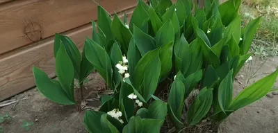 Как вырастить ландыши в саду | garden master | Дзен