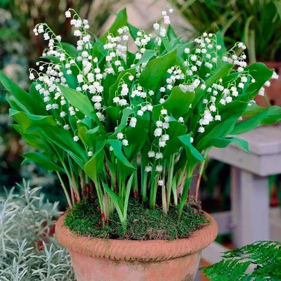 Ландыши: выгонка дома и посадка в саду | Garden containers, Garden  inspiration, Longfield gardens