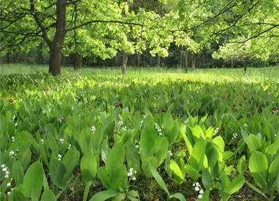 Ландыш майский (Convallaria majalis)