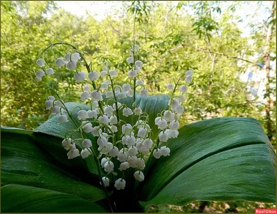 Convallaria majalis L. - Ландыш майский - Полярно-альпийский ботанический  сад-институт им. Н.А. Аврорина