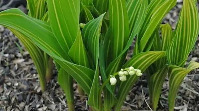 Питомник | Растения | Саратов on Instagram: \"🌿Ландыш — это довольно редкий  цветок, занесенный в Красную Книгу. Многолетнее травянистое растение  относится к роду лилейных. ▪️Чтобы ежегодно не обрывать в лесу цветы  ландышей,