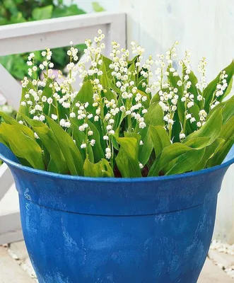 Ландыш садовый Кейске (Convallaria Keiskei) купить с доставкой по Беларуси  \"BuonRoza \"