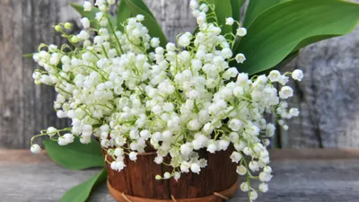 Ландыш садовый Кейске (Convallaria Keiskei) купить с доставкой по Беларуси  \"BuonRoza \"