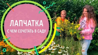 Лапчатка Пинк Квин купить с доставкой почтой, цены, фото в  интернет-магазине Dolinasad.by