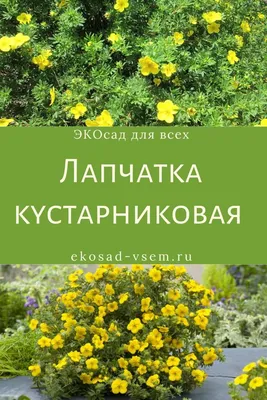 Купить саженцы лапчатки Голдфингер в питомнике Заказ В Сад
