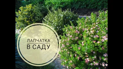 Лапчатка кустарниковая – уход и выращивание, сорта с фото