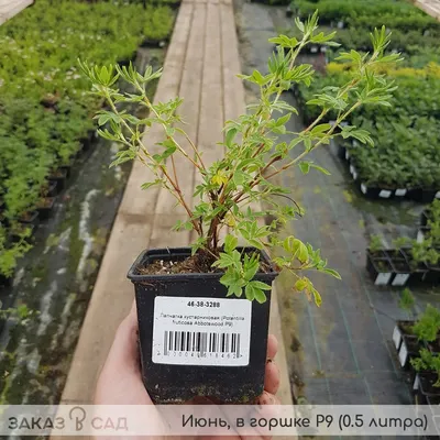 🌱 Лапчатка кустарниковая Goldteppich по цене от 2700 руб: саженцы,  крупномеры - купить в Москве с доставкой - интернет-магазин Все Сорта