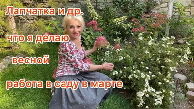 Лапчатка кустарниковая 'Abbotswood' | Купить саженцы по цене от 900 с  доставкой в питомнике Алексеевская Дубрава