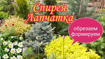 Лапчатка кустарниковая 'Pink Beauty' | Купить саженцы по выгодной цене с  доставкой в питомнике Алексеевская Дубрава