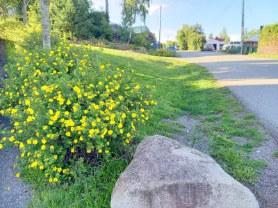 Белое Abbotswood лапчатки в саду. Берлин, Германия Стоковое Изображение -  изображение насчитывающей германия, июль: 192224803
