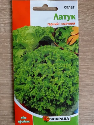 Салат или латук. Особенности и виды - АГРОШКОЛА