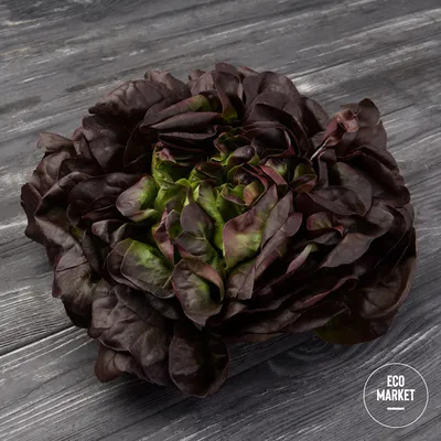 Лук репчатый - Supra - 1250 семена - Allium cepa L. – Garden Seeds Market |  Бесплатная доставка
